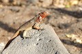 (Microlophus albermariensis) Contrairement au mâle qui porte une robe gris tachetée, la femelle arbore une gorge rouge-orangée. lezard,galapagos,equateur. 