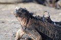 (Amblyrhynchus cristatus) Après l'accouplement, la femelle creuse dans le sable un tunnel de plus de 50 cm, destiné à recevoir la ponte. Au terme de quatre mois d'incubation, le bébé iguane, d'une longueur d'environ 20 cm, sort seul de l'œuf. Il se montre sociable dès la naissance. Bien que la reconnaissance parentale n'existe pas, les jeunes ont tendance à se hisser sur le dos des adultes, au moment où ces derniers s'exposent au soleil. iguanes,galapagos,equateur. 