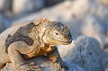 (Conolophus subcristatus) L'iguane terrestre ressemble étrangement à l'iguane marin. On peut imaginer que ces espèces avaient à l'origine un ancêtre commun, et qu'au fil du temps il y  a eu divergence. L'iguane terrestre est végétarien comme l'iguane marin, sans toutefois dédaigner les insectes et les mollusques... iguane,terrestre,galapagos,equateur. 