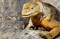 (Conolophus subcristatus) Malgré son aspect inquiétant, l'iguane terrestre est absolument inoffensif pour l'homme. iguane,terrestre,galapagos,equateur. 