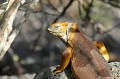 (Conolophus subcristatus) L'Iguane terrestre vit à l'intérieur des terres, sous les bosquets, les buissons, les arbres, dans les alvéoles de lave... On le rencontre souvent sur le versant des volcans en activité, la femelle n'hésitant pas à pondre ses œufs dans les poches de cendre tiède... iguane,terrestre,galapagos,equateur. 