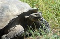 (Geochelone randenburgi) Galapagos signifie "tortue terrestre". C'est dans l'archipel que l'on trouve les tortues géantes dites "tortues éléphantines". Les mâles peuvent peser 250 kg et atteindre 1,50 m de long. Les femelles pèsent à l'âge adulte environ 150 kg. Les tortues vivent très vieilles, souvent au delà d'un siècle. Sur cette vue, prise sur l'île Santa Cruz, la tortue ne serait âgée que de 80 ans ! tortue,terrestre,galapagos,equateur. 