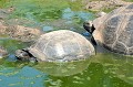  tortues,terrestres,galapagos,equateur. 