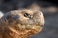 Grâce à son bec corné, pourvu de crêtes sur les bords tranchants, la tortue peut déchiquetter les végétaux les plus coriaces. Son menu traditionnel est composé de feuilles et de fruits des buissons et des cactus, mais aussi d'herbes et d'algues... tortue,terrestre,galapagos,equateur. 