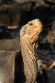 La carapace des tortues va d'un ovale aplati à un triangle largement ouvert. On a là un exemple de la diversification à laquelle l'isolement géographique peut conduire. Sur cette vue, la carapace a forme de dôme. tortue,terrestre,galapagos,equateur. 