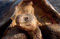 Cette tortue éléphantine présente une carapace en forme de selle. Elle est âgée de plus de 100 ans !!! tortue,terrestre,galapagos,equateur. 