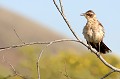 (Nesominus parvrilus) merle,moqueur,galapagos,equateur. 