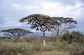 L'Ethiopie est la principale nation productrice et exportatrice de miel et de cire d'abeille en Afrique. Au sud de l'Ethiopie, on peut apercevoir des milliers d' arbres constellés de longues ruches oblongues... arbres,ruches,ethiopie. 