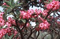  rosier,desert,ethiopie. 