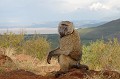 En arrière plan, vue sur le lac Chamo. De faible profondeur, environ 10 mètres, il accueille une faune importante... lac,chamo,babouin,anubis,ethiopie. 