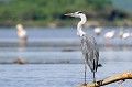  heron,cendre,lac,chamo,ethiopie. 