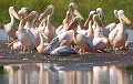  pélicans,blancs,lac,chamo,ethiopie. 