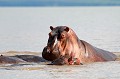  hippopotames,lac,chamo,ethiopie. 