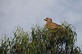  aigle,ravisseur,lac,chamo,ethiopie. 