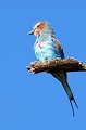 Ce bel oiseau, très coloré, vit à la cime des arbres. Il se nourrit de gros insectes... rollier,abyssinie,lac,abaya,ethiopie. 