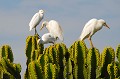  herons,garde,boeufs,ethipie. 