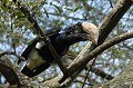 Il vit dans les forêts de montagne et de plaine, ainsi que dans les villes plantées de grands arbres. Il se nourrit de fruits cueillis à la cime des arbres, attaque les dortoirs de chauve-souris et mange des poussins au nid. Observation en bordure du lac Awasa. calao,huppe,lac,awasa,ethiopie. 