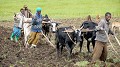 Ces paysans labourent avec les outils d'un autre temps... oromo,ethiopie. 