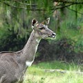  Nyala,montagne,massif,bale,ethiopie. 