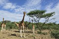 Contrairement aux autres girafes, les girafes de Rothschild ont les pattes toutes blanches... girafes,rothschild,baringo,kenya. 