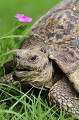 La tortue panthère porte sur la dossière des motifs qui rappellent ceux du léopard. Elle a tendance à rester à couvert dans la végétation dense. Elle se nourrit de fruits, chardons, figues de barbarie, graminées, champignons et autres plantes sauvages... tortue,panthere,baringo,kenya. 