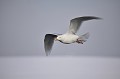 (Larus hyperboreus) goeland,bourgmestre,spitzberg. 