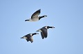 (Branta leucopsis) bernaches,nonnettes,spitzberg. 