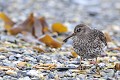(Calidris maritima) becasseau,violet,arctique. 
