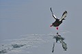 (Cepphus grylle) guillemot,miroir,spitzberg. 