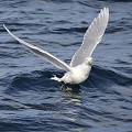(Larus hyperboreus) goeland,bourgmestre,spitzberg. 