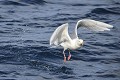 (Larus hyperboreus) Goéland bourgmestre. goeland,bourgmestre,spitzberg. 