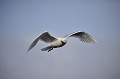 (Larus hyperboreus) Goéland bourgmestre. goeland,bourgmestre,spitzberg. 