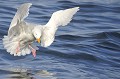 (Larus hyperboreus) Goéland bourgmestre. goeland,bourgmestre,spitzberg. 