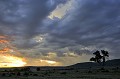  paysage,masai,mara,kenya. 