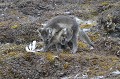  renardeaux,spitzberg,svalbard. 