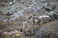 renardeaux,spitzberg,svalbard. 