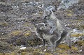  renardeaux,spitzberg,svalbard. 