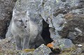  renardeau,spitzberg,svalbard. 