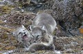  renardeaux,spitzberg,svalbard. 