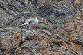 (Anser brachyrhynchus) oie,bec,court,spitzberg,svalbard. 