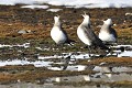 (Stercorarius parasiticus) labbes,parasite,spitzberg,svalbard. 