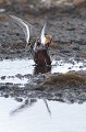 (Phalaropus fulicarius) phalarope,bec,large,spitzberg,svalbard. 