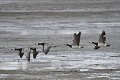 (Branta leucopsis) bernaches,nonnettes,spitzberg,svalbard. 