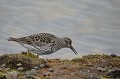 (Calidris maritima) becasseau,violet,spitzberg,svalbard. 