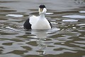 (Somateria mollissima) eider,duvet,male,spitzberg,svalbard. 