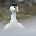 (Somateria mollissima) Eider à duvet mâle. eider,duvet,male,spitzberg,svalbard. 