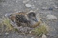 (Somateria mollissima) eider,duvet,femelle,spitzberg,svalbard. 