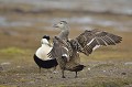(Somateria mollissima) eider,duvet,spitzberg,svalbard. 