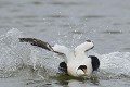 (Somateria mollissima) Eider à duvet mâle. eider,duvet,male,spitzberg,svalbard. 