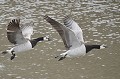 (Branta leucopsis) bernaches,nonnettes,spitzberg,svalbard. 